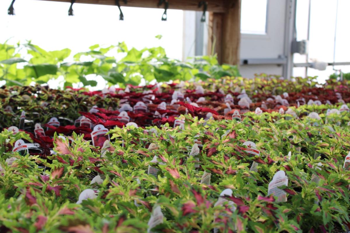 Article Thumbnail. The beautiful blooms of the Vinton-Shellsburg Greenhouse.