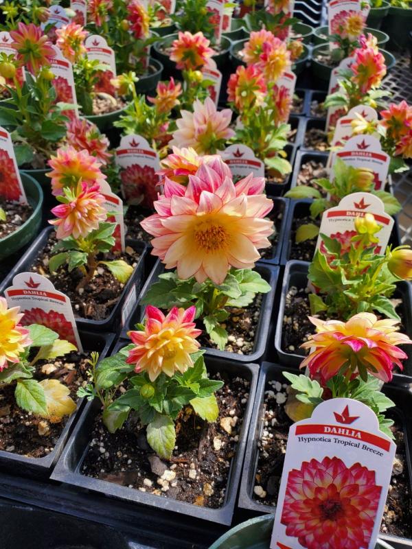 Some of our beautiful Dahlias at the plant sales!